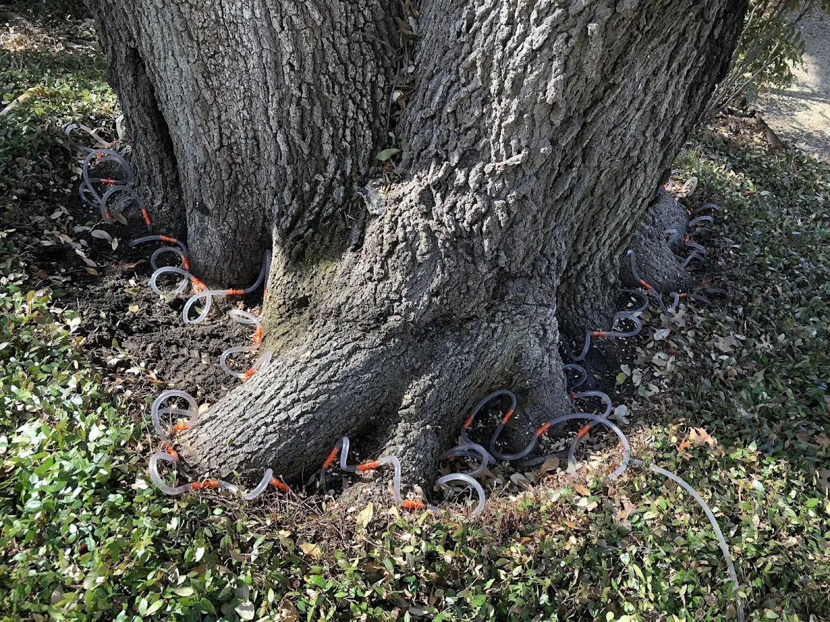 Detailed Tree Cabling and Bracing job site in Madera