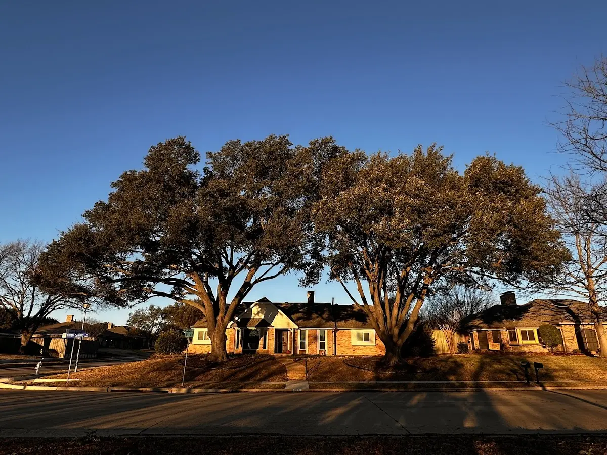 Established residential canopy tree shading a home in Madera