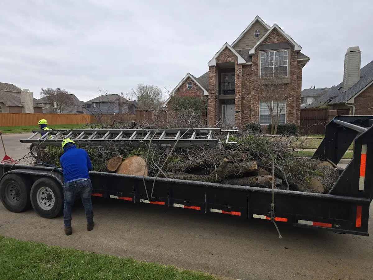 Expert Tree Removal with proper safety equipment in Madera